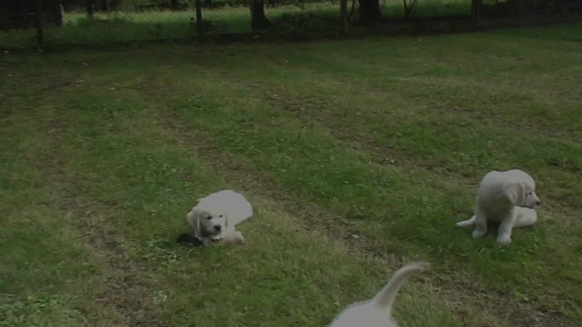 Kopfauflegen auf Besitz