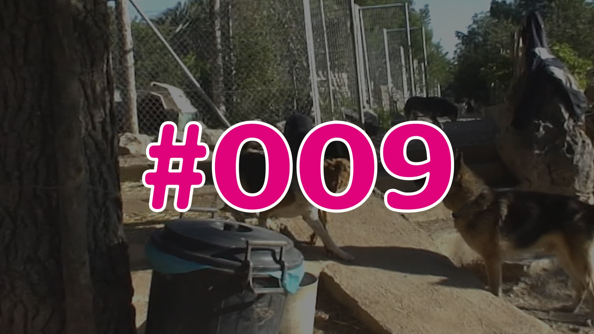 #009 - Wissens-Check