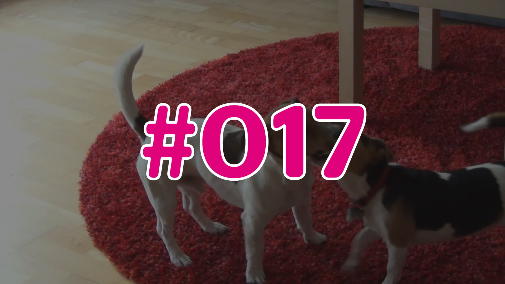 #017 - Wissens-Check