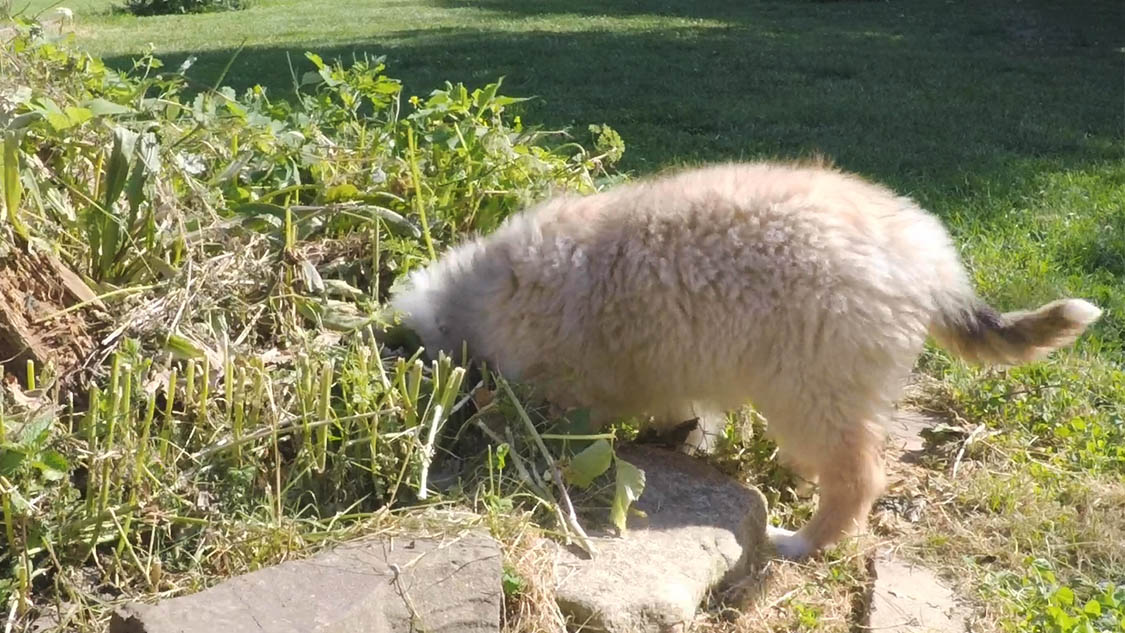 3. Welpe frisst im Garten alles!