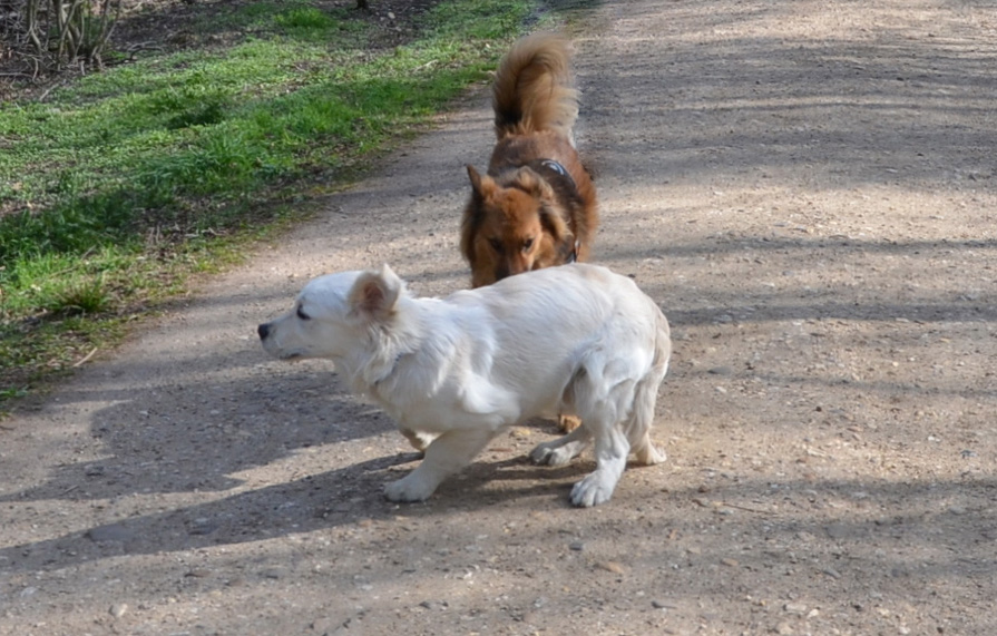 Älterer Hund beißt jüngeren