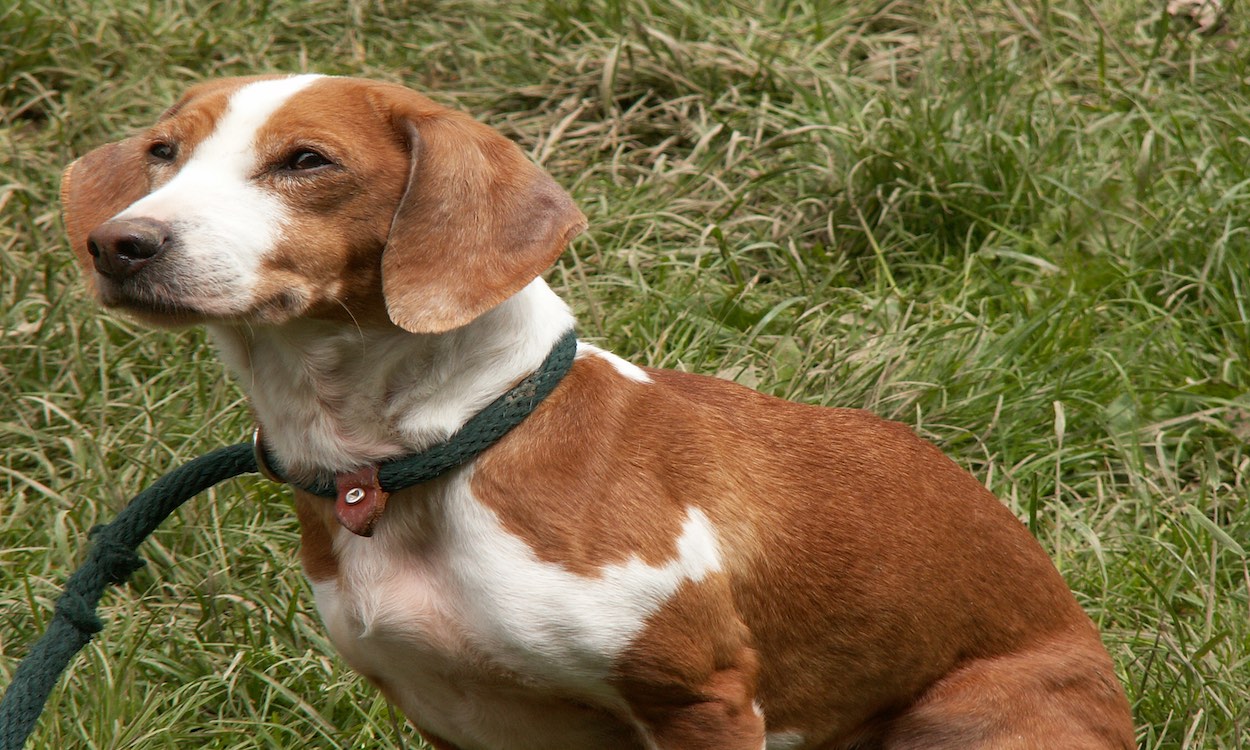 Mein Strassenhund möchte nicht Spielen!