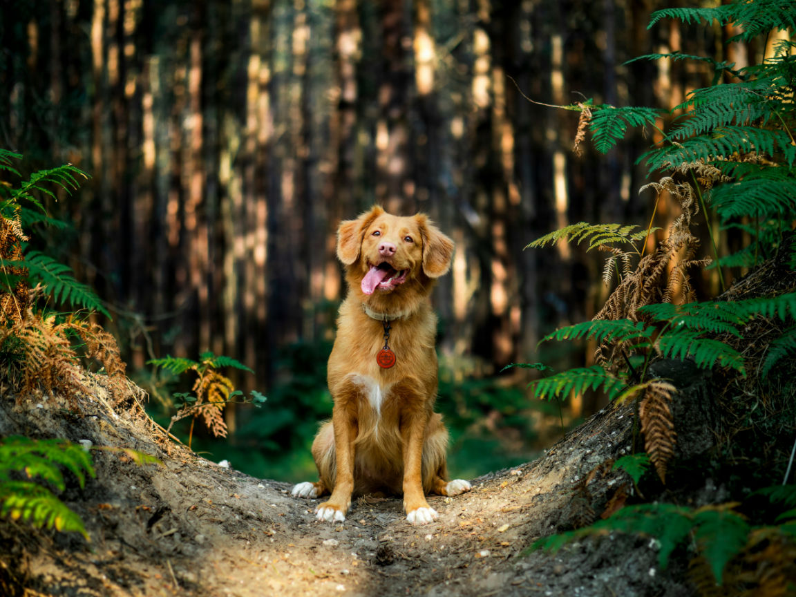 01 Warum Hunde glücklich machen - Schwanzwedeln